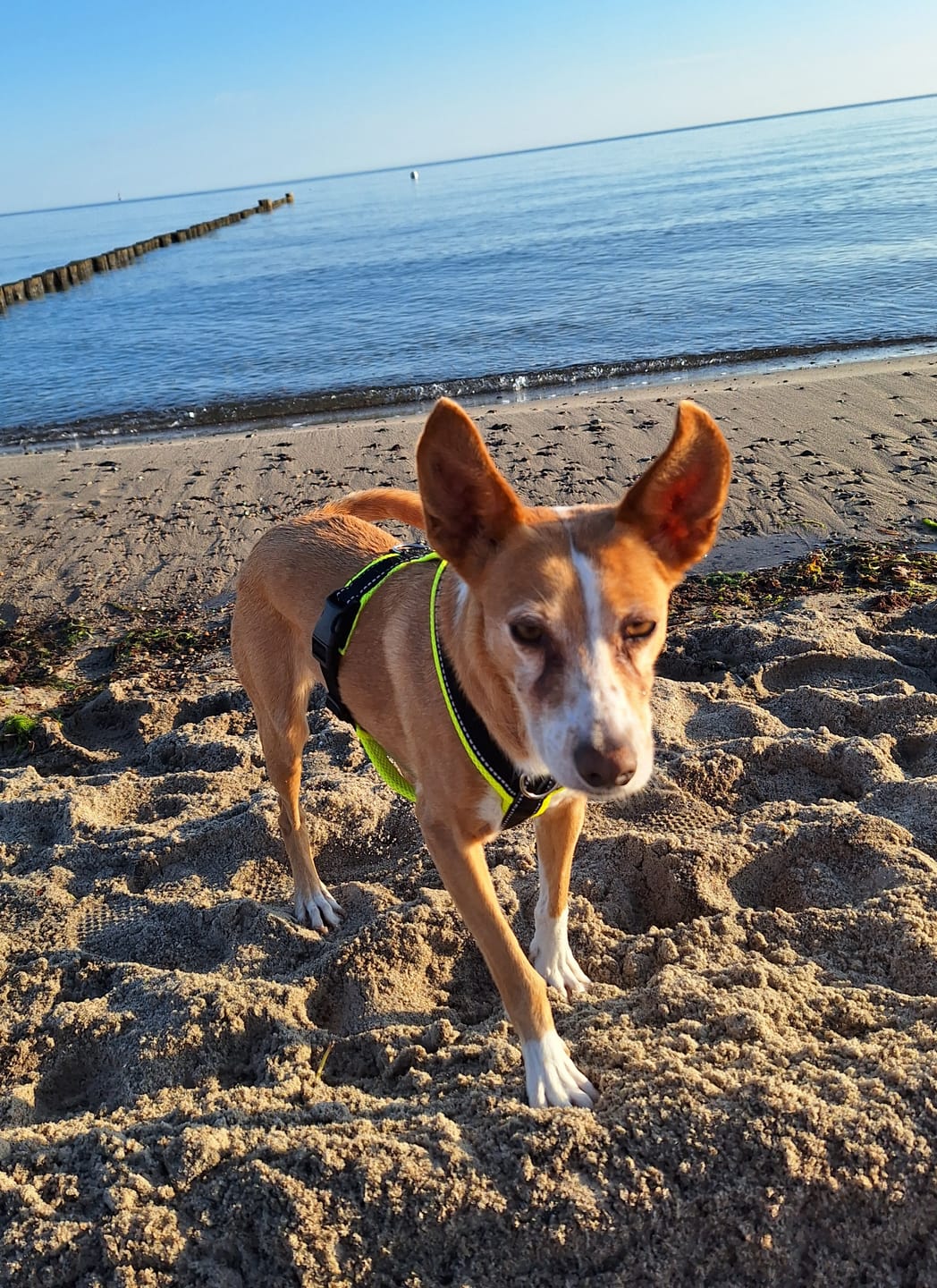 Customer photo review of Windhundgeschirr REFLEX "Yellow"