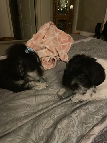 Customer photo review of BLUEBERRY YAK CHEWS
