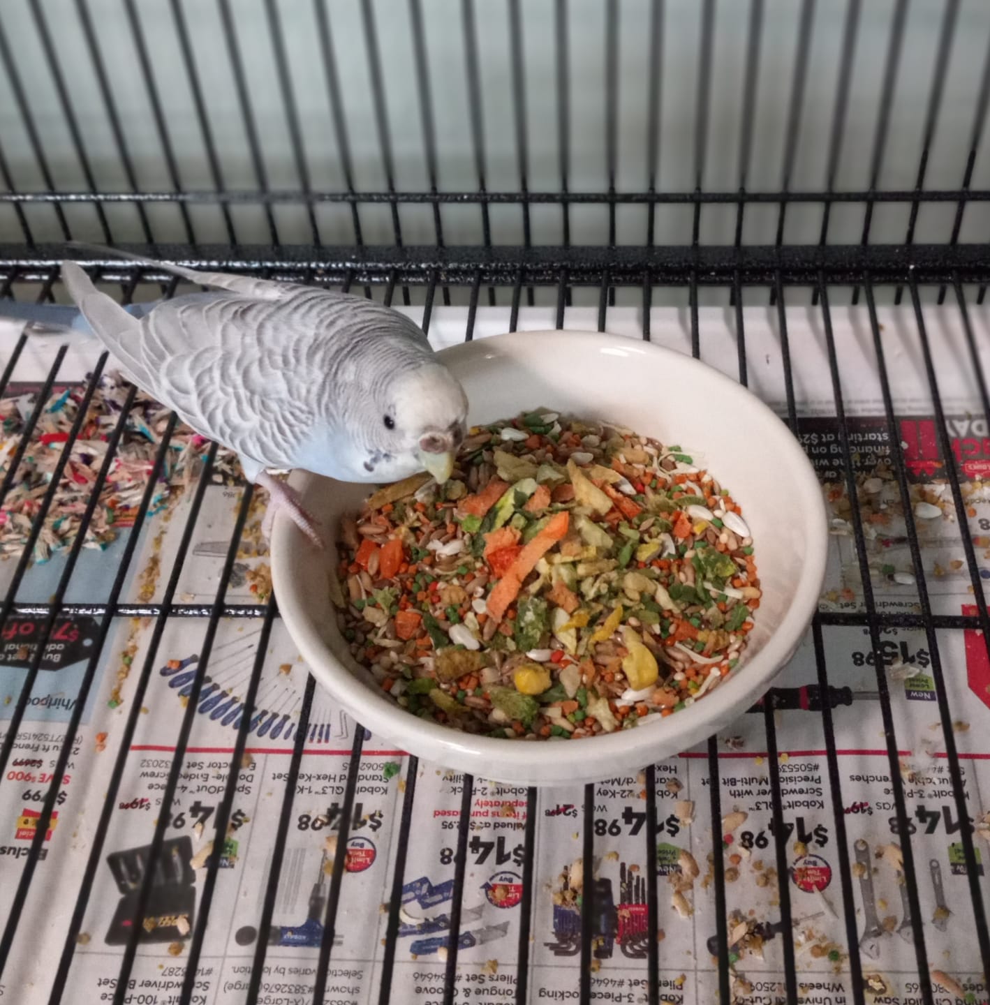 Customer photo review of Bird Bites Freeze Dried Chop - Daily Fruits & Veggies, 4 Flavors to Choose From