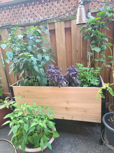 Customer photo review of 18" x 48" Raised Garden Bed
