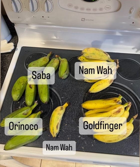 Customer photo review of Banana Variety Box