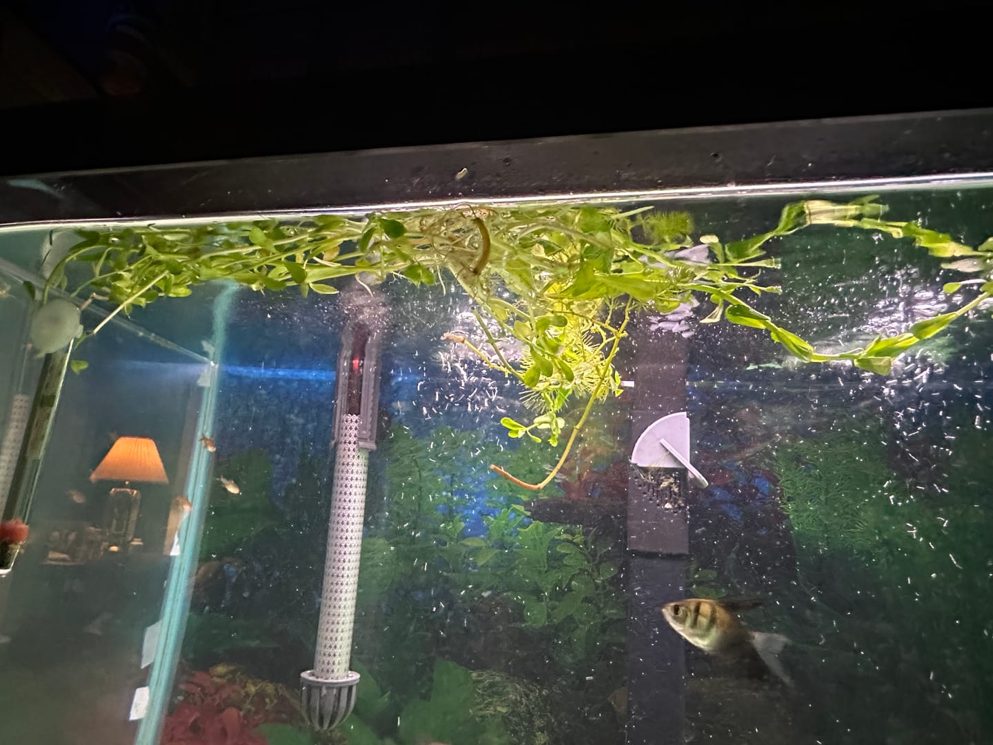 Customer photo review of Bacopa Monnieri 'Moneywort'