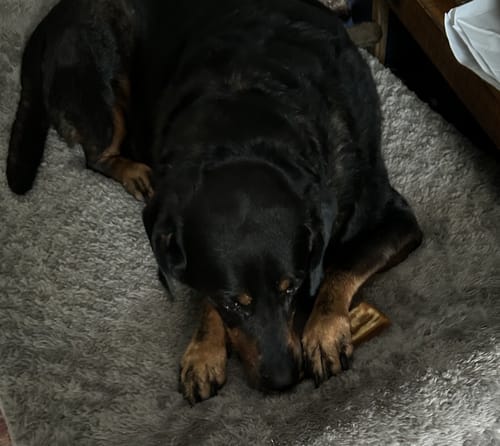 Customer photo review of Yak Cheese Chews - 3pcs 25mg CBD/pc