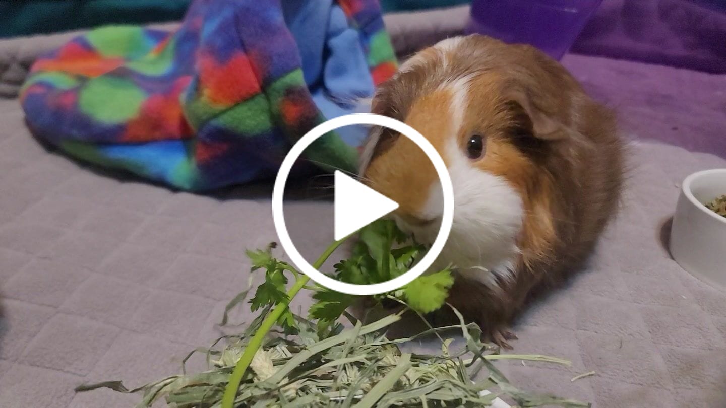 Customer video review of Original GuineaDad Liner (No Pocket)