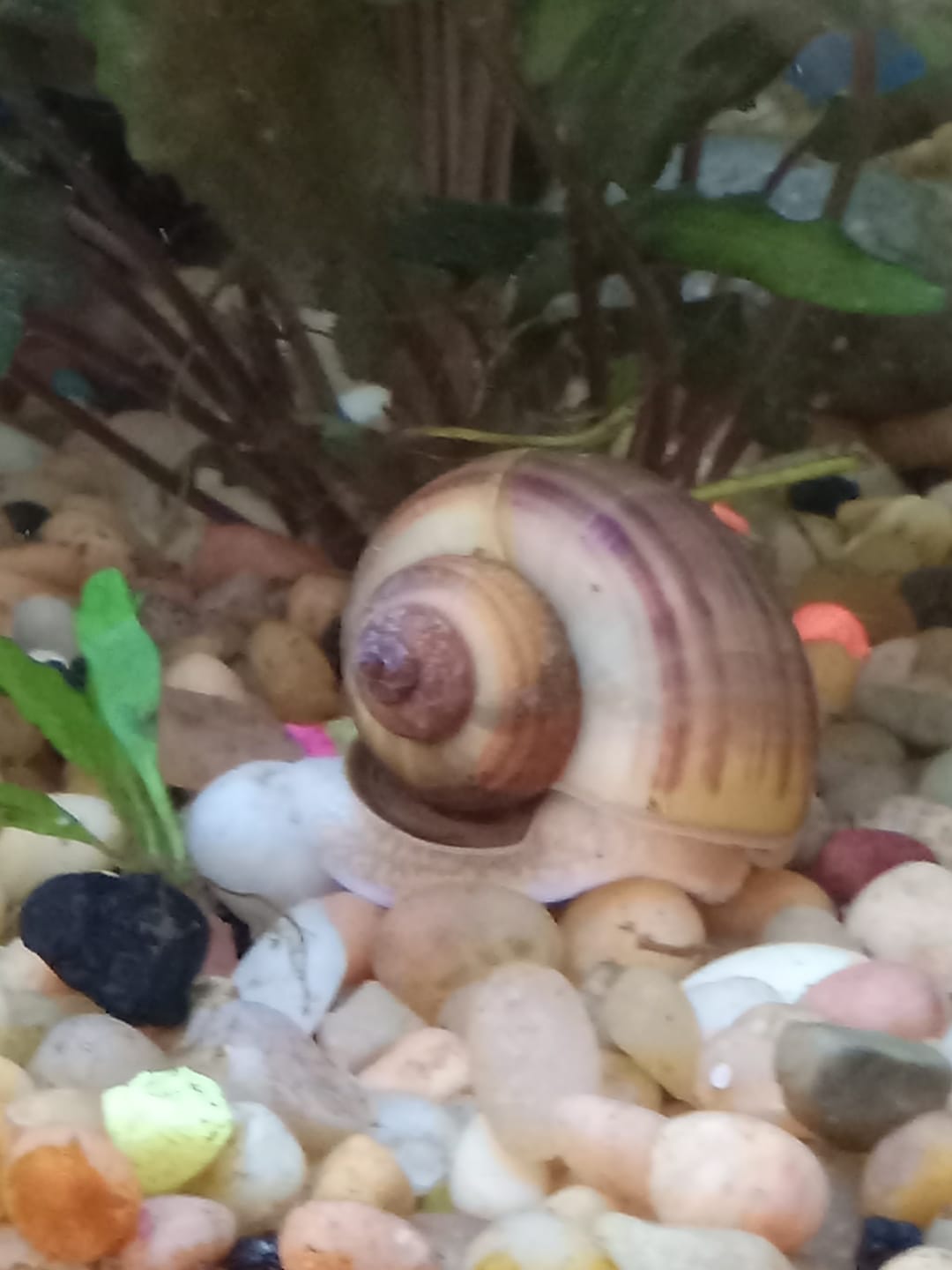 Customer photo review of Albino Mystery Snail