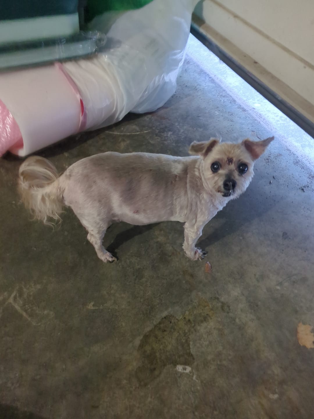 Customer photo review of Carrying Case for furMe Grooming Vacuum