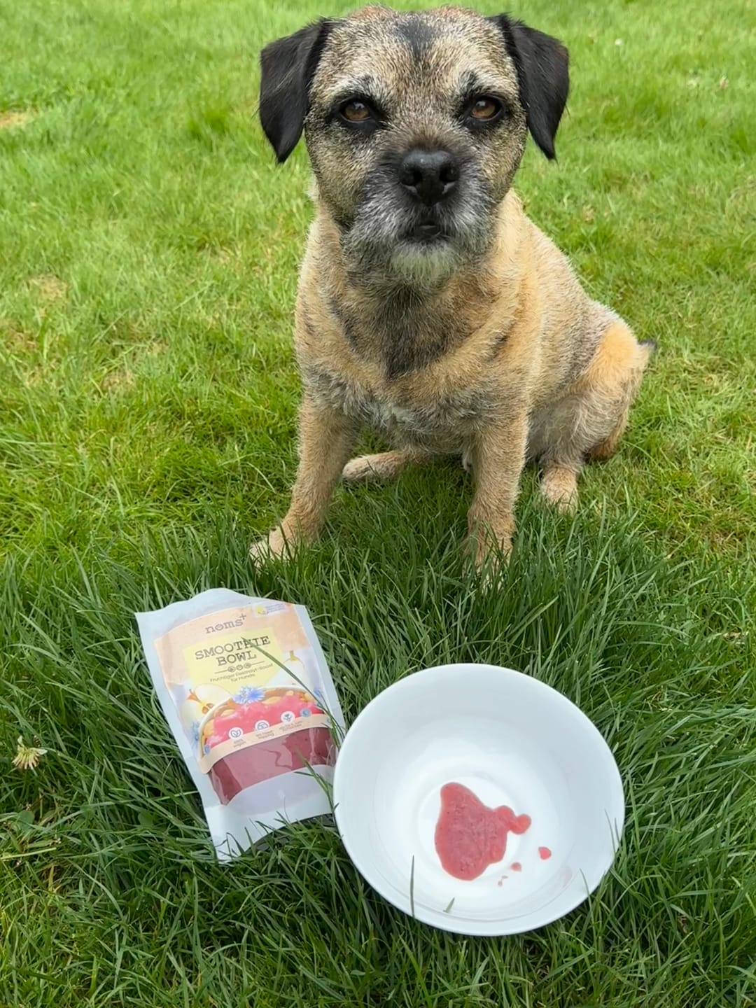 Customer photo review of Hunde Smoothie-Bowl: Der fruchtig frische Elektrolyt-Booster