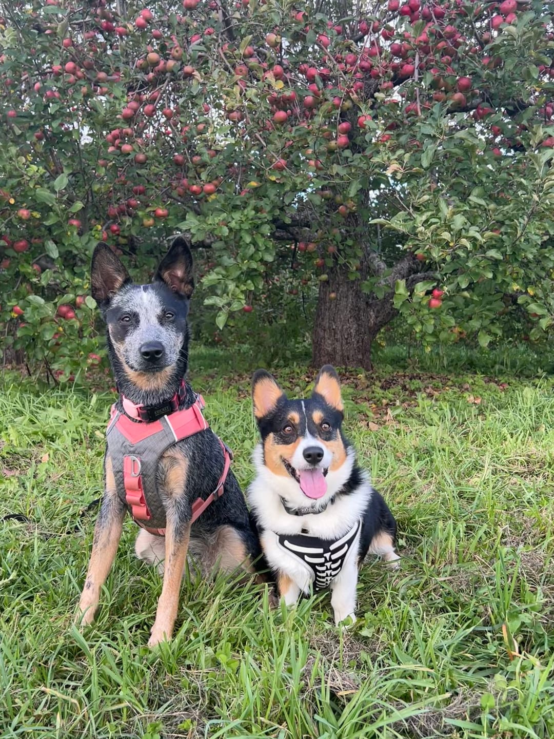 Customer photo review of Look Good, Feel Good Pack