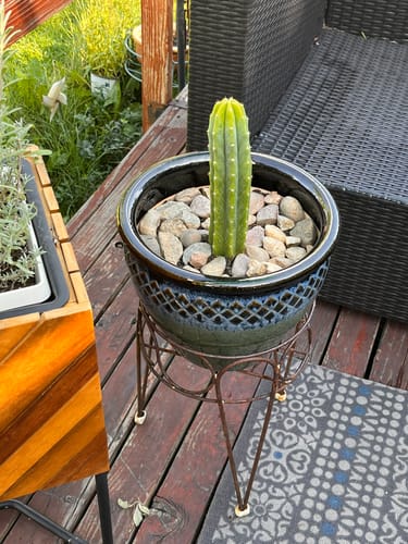 Customer photo review of San Pedro Cactus | Echinopsis (Trichocereus) pachanoi