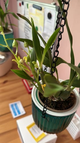 Customer photo review of Zygodisanthos mit grün-gelben Blüten und 2 Rispen