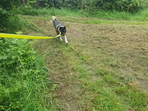 Customer photo review of Arden Grange Adult Large Breed Dog Food