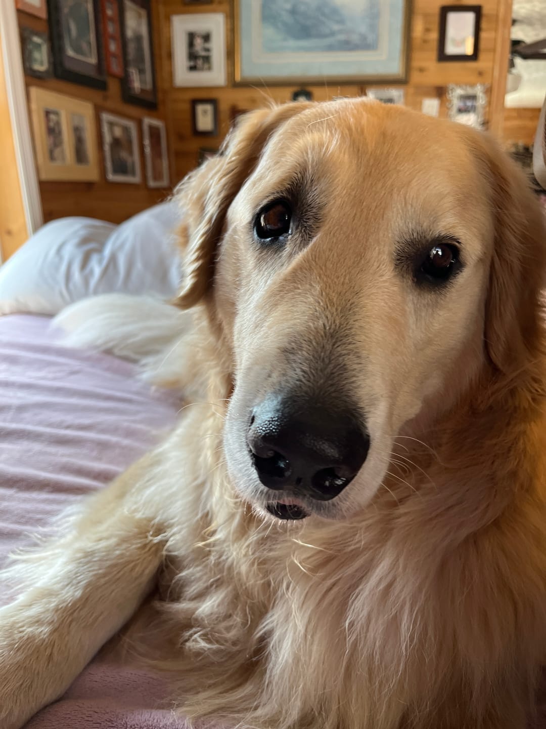 Customer photo review of Doggie Greens