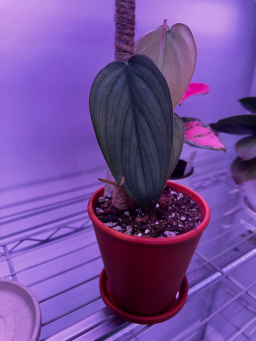 Customer photo review of Hoya globulosa/villosa