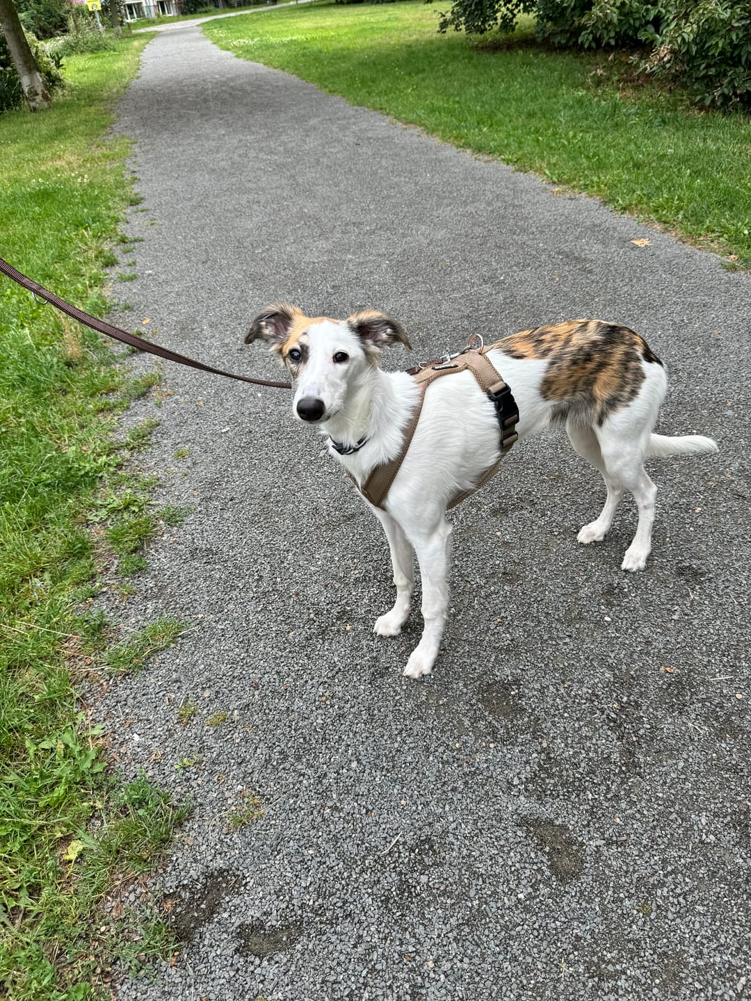 Customer photo review of Hundegeschirr FUN "Golden Sand"