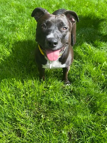 Customer photo review of Itch & Allergy