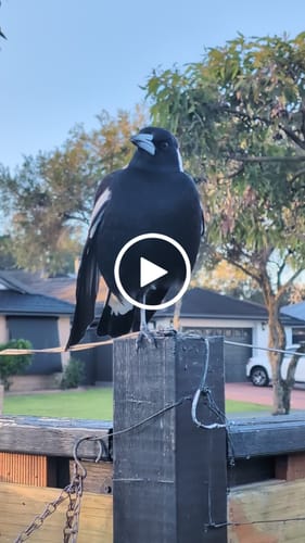 Customer video review of PlantWave