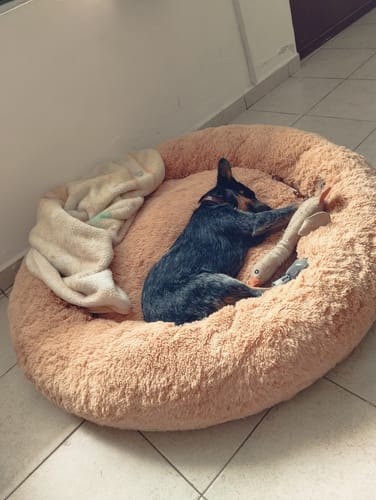Customer photo review of Cama Antiestrés Para Perros