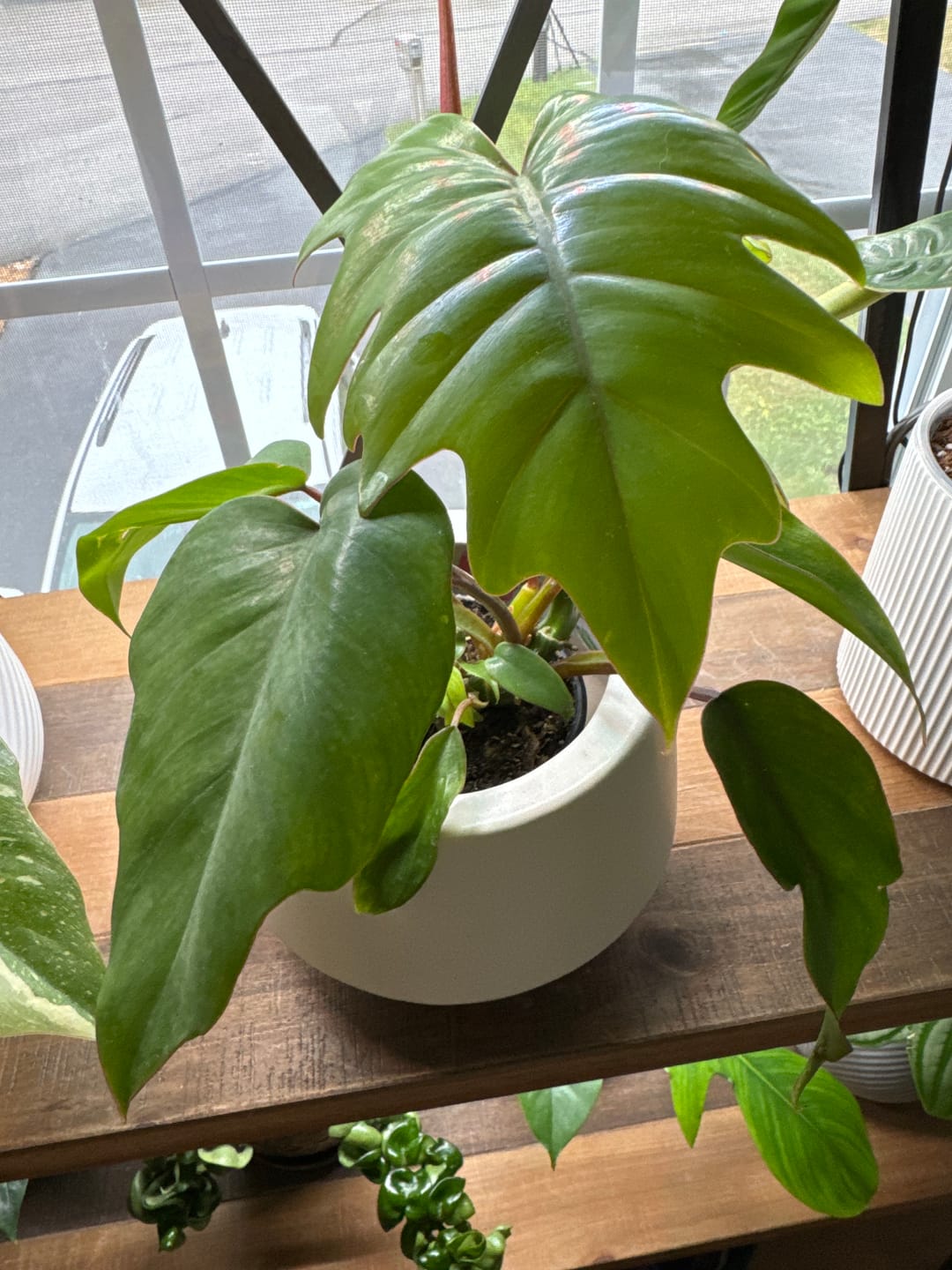 Customer photo review of Philodendron mayoi