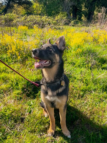 Customer photo review of Itch & Allergy