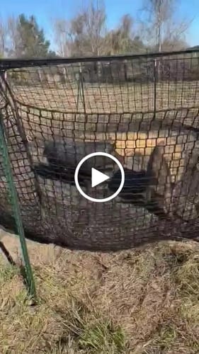 Customer video review of Pig Brig Trap System