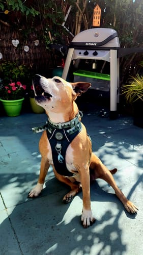 Customer photo review of Tough Trails™ Harness - Walkies Ready® Forest Green