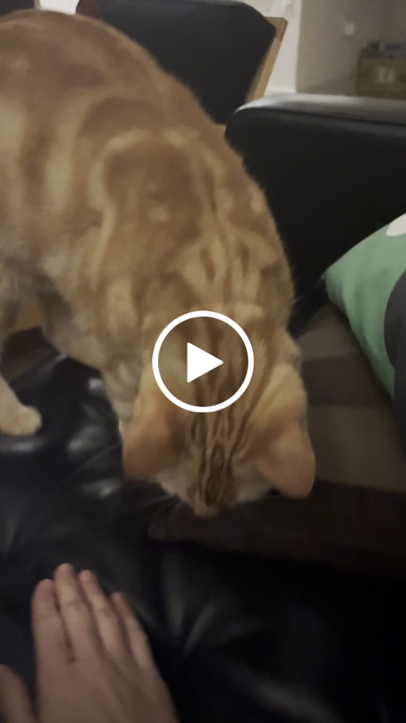 Customer video review of Royal Canin Veterinary Diet - Urinary SO + Hydrolyzed Protein Dry Cat Food