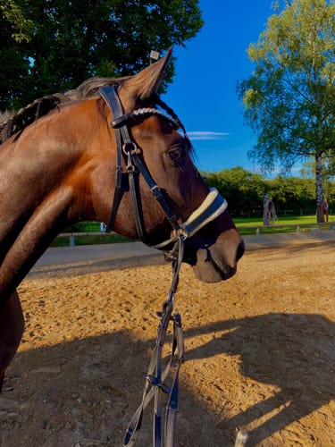 Customer photo review of Harmony Bridle - anatomische gebisslose Trense mit Crystal Stirnband ( gebisslose Zäumung Sidepull oder Crossbridle