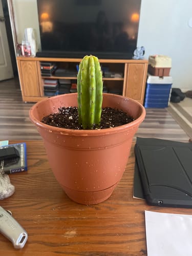 Customer photo review of San Pedro Cactus | Echinopsis (Trichocereus) pachanoi