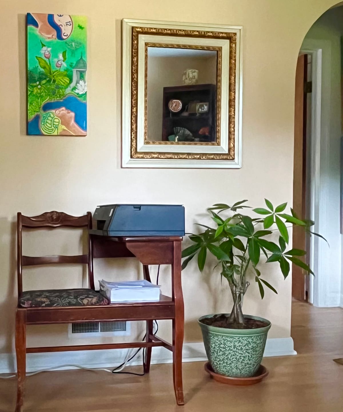 Customer photo review of Money Tree Braided, Pachira Aquatica, Good Luck Tree