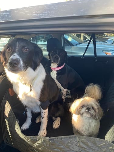 Customer photo review of Back Seat Extender