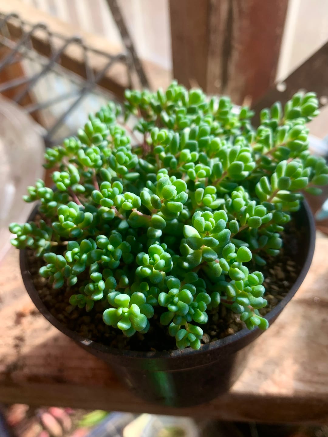 Customer photo review of Sedum dasyphyllum 'Lilac Mound'
