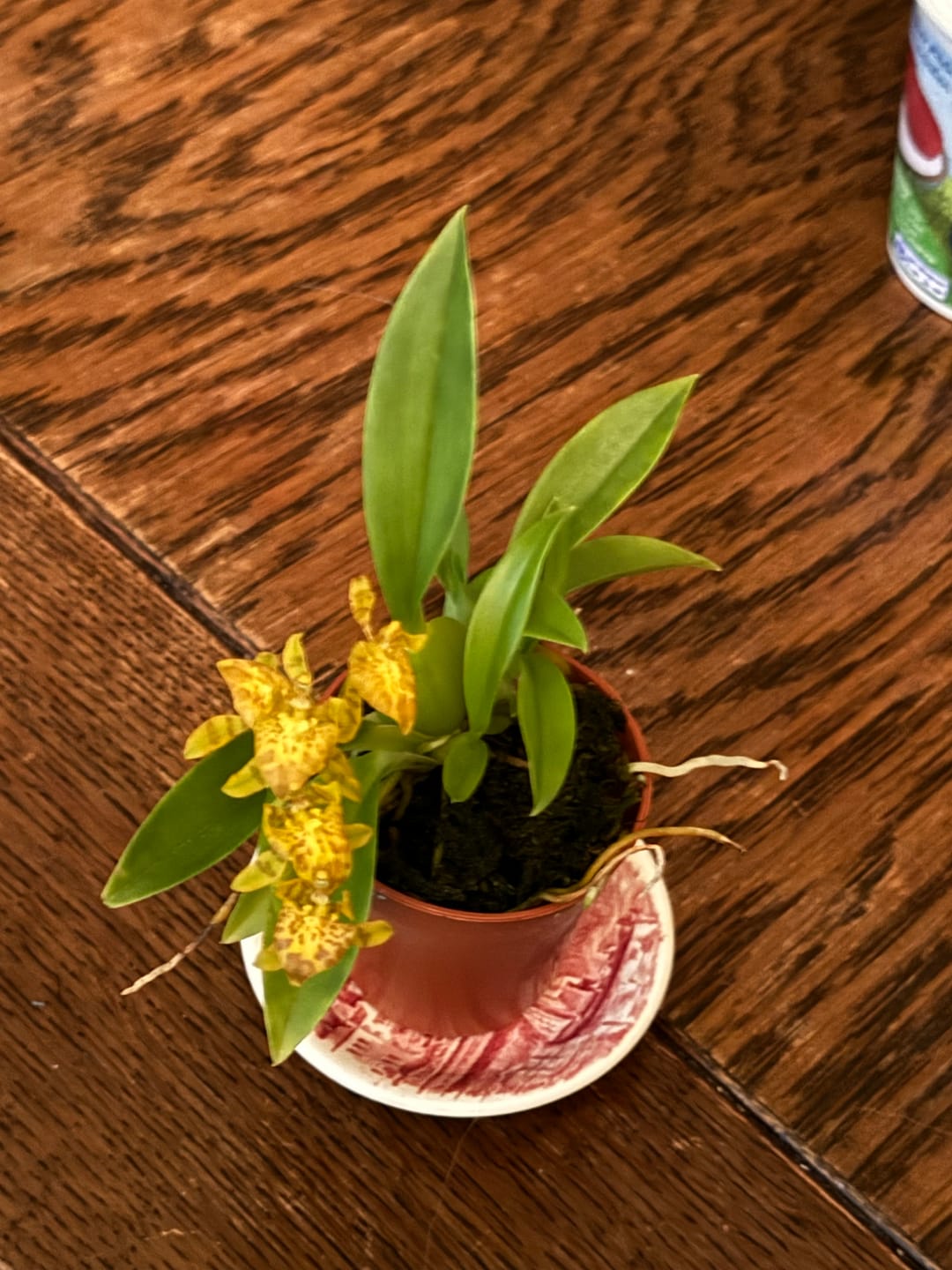 Customer photo review of Mini-Duft-Orchidee Cyrtochilum Meirax