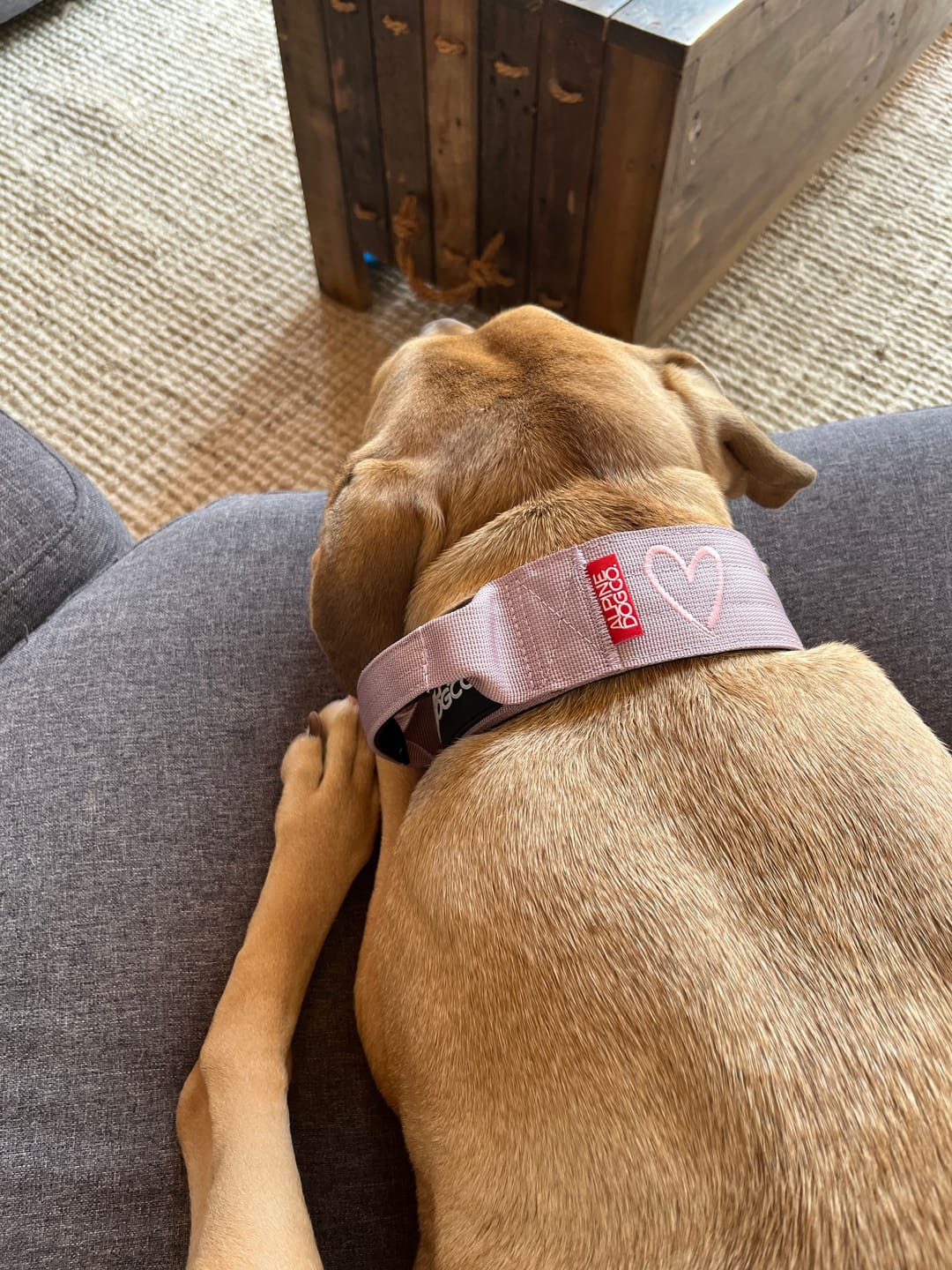 Customer photo review of 2" Tacti Luxe Dog Collar - Rose Gold - Sofia