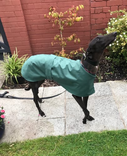 Customer photo review of Lightweight/Summer Sighthound High-Collar Raincoat (Harness Hole optional )