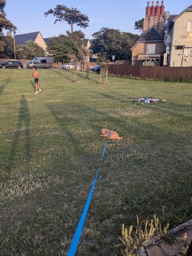 Customer photo review of Pawsome Pup Harness - Teal