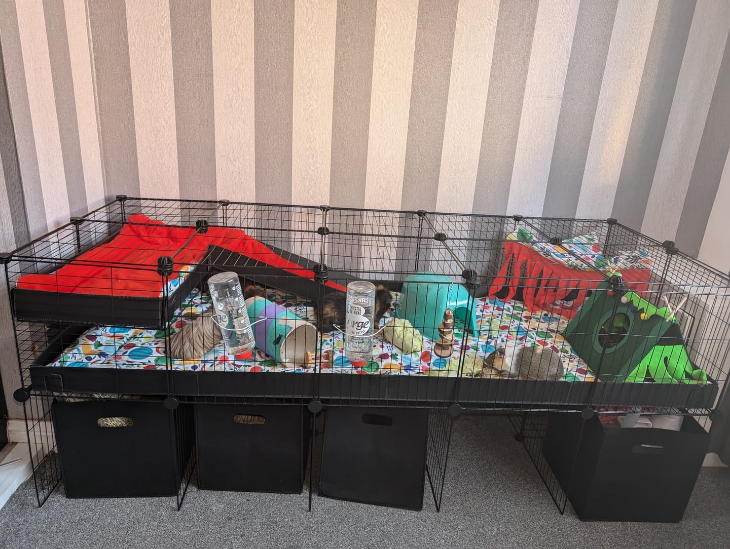 Customer photo review of 5x2 C&C Cage with Loft, Ramp & Stand
