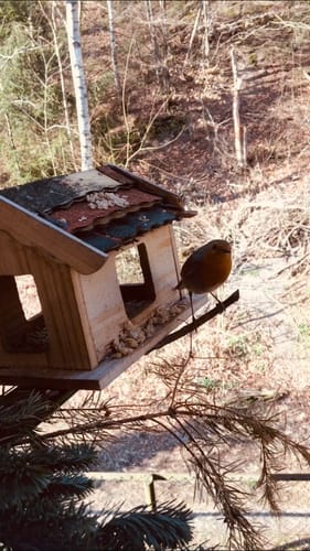 Customer photo review of BSF Larven - getrocknete Soldatenfliegenlarven