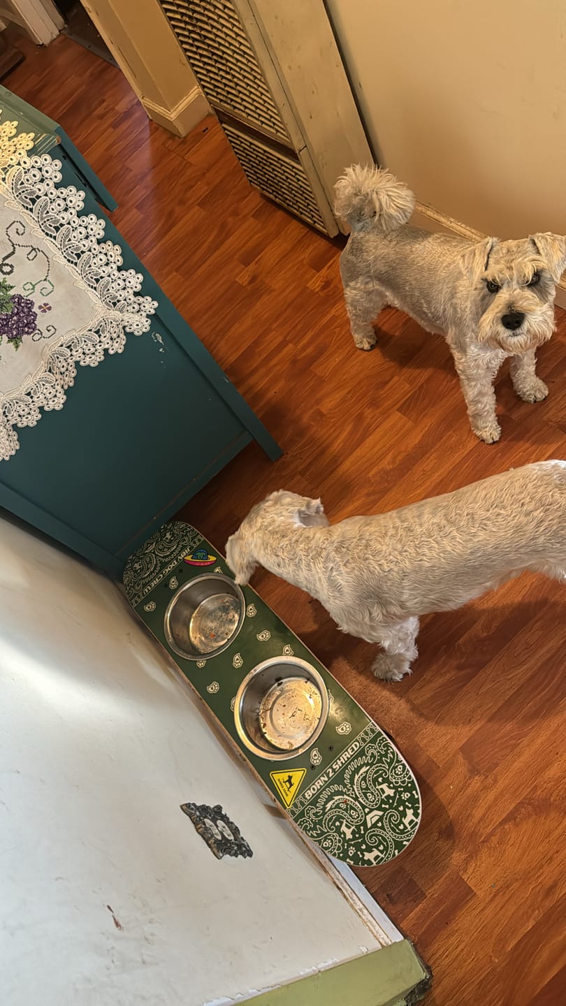 Customer photo review of Pawsley Green Skateboard Dog Bowl