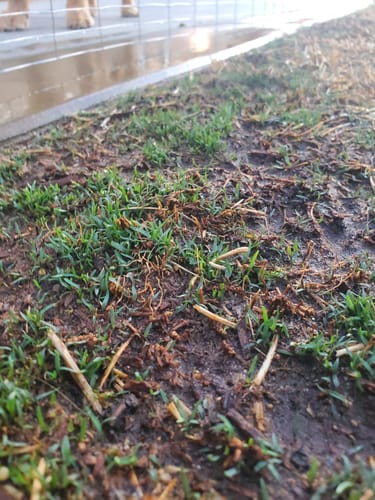 Customer photo review of GCI Turf Alpha Elite Bermuda Grass Seed