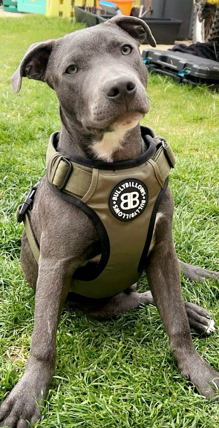Customer photo review of Premium Comfort Harness | Non Restrictive & Adjustable - Khaki