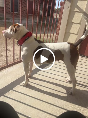 Customer video review of Red Bully Proof Collar