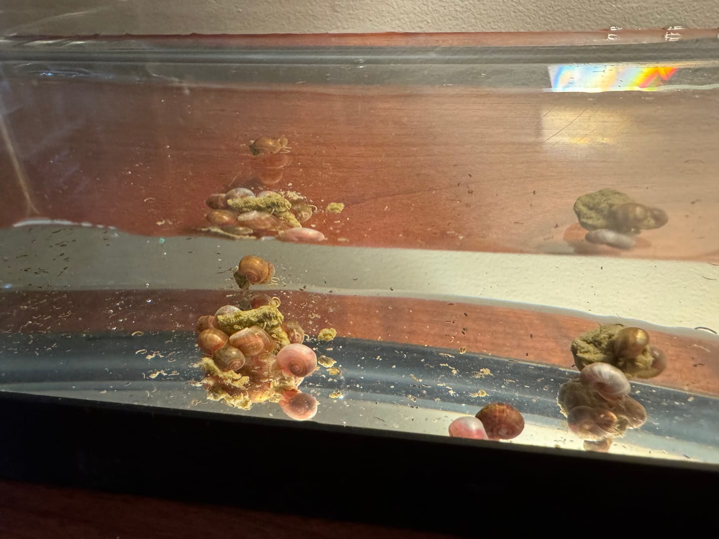 Customer photo review of RAMSHORN SNAILS (ASSORTED BLUE, PINK,GREY,GOLD)