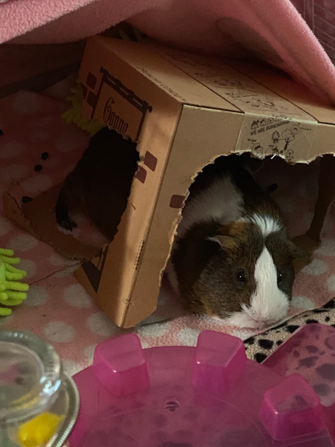 Customer photo review of Orchard Hay Box for Guinea Pigs (3 Pack)
