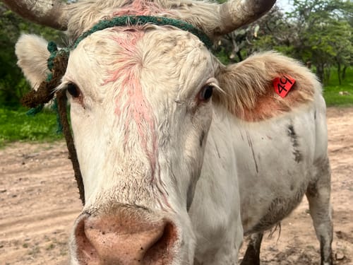 Customer photo review of Ecto Guard 1 litro (2 bocas) Pour On