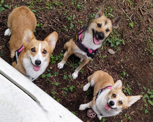 Customer photo review of 【プレミアム版】FunFunPet 高機能ハーネス （お名前タグ作成サービス付き）