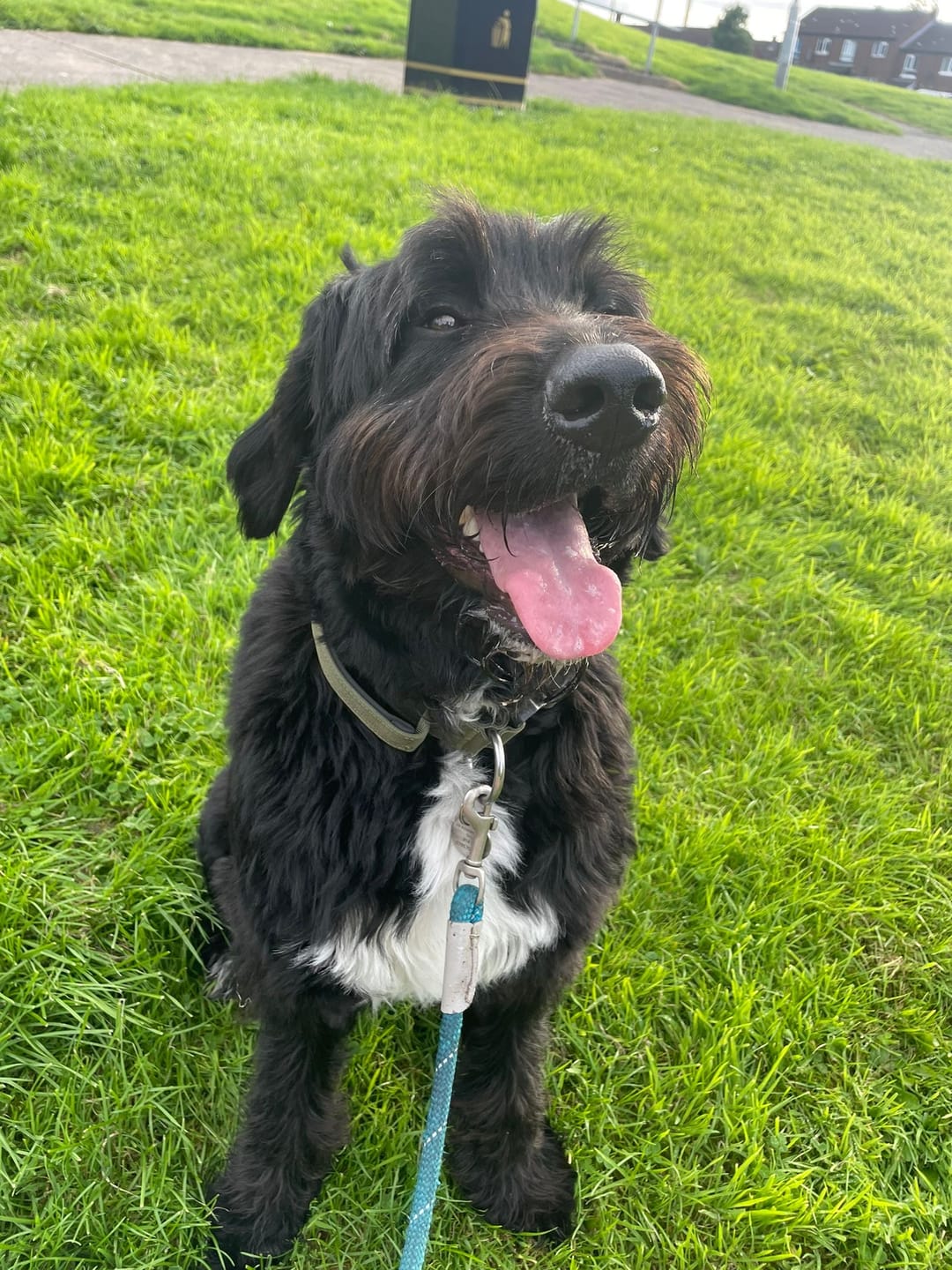 Customer photo review of 4cm Combat® Collar | With Handle & Rated Clip -  Khaki v2.0