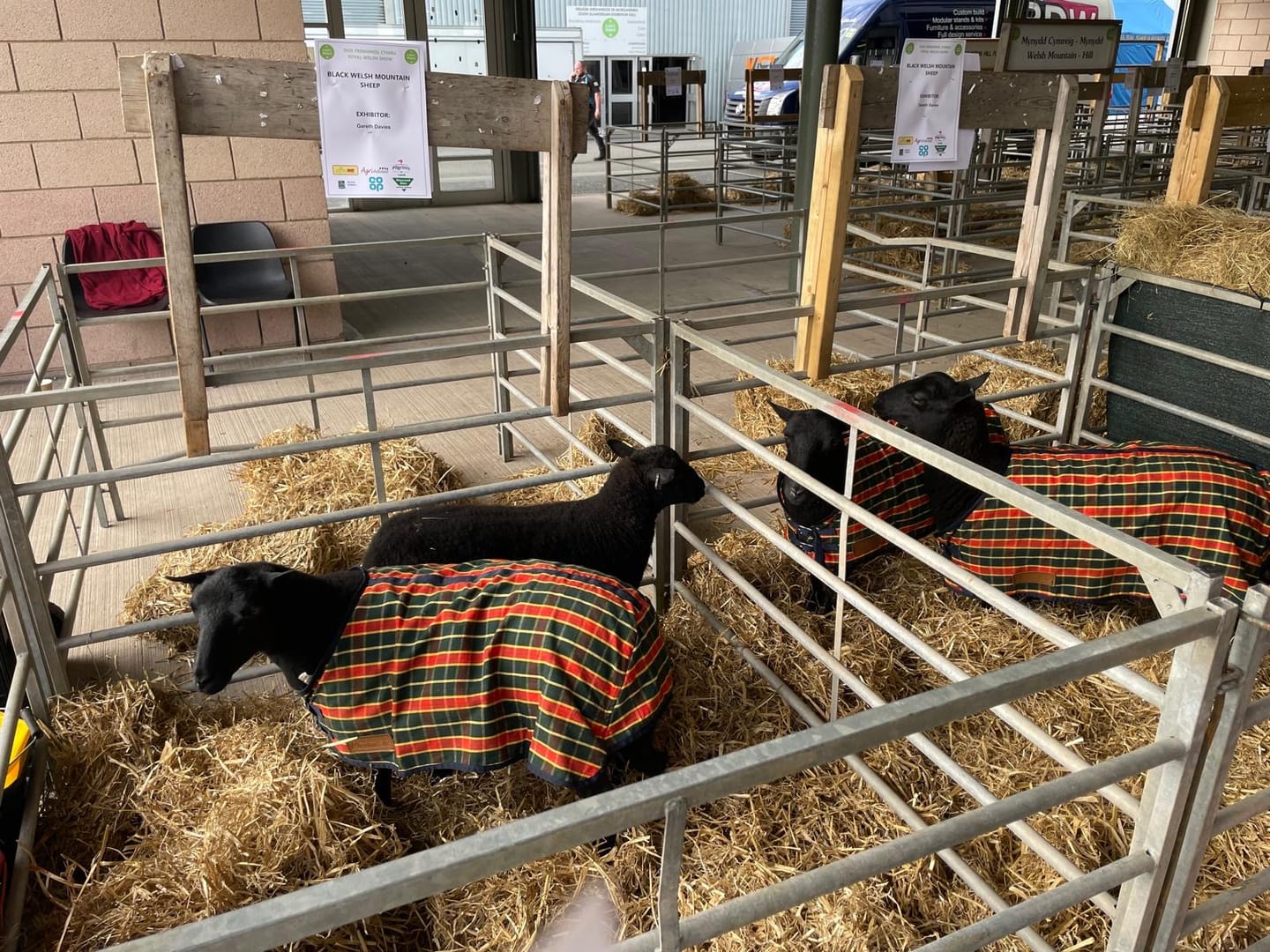 Customer photo review of Travel & Show Sheep Coat