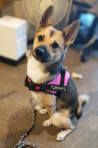 Customer photo review of 【プレミアム版】FunFunPet 高機能ハーネス （お名前タグ作成サービス付き）