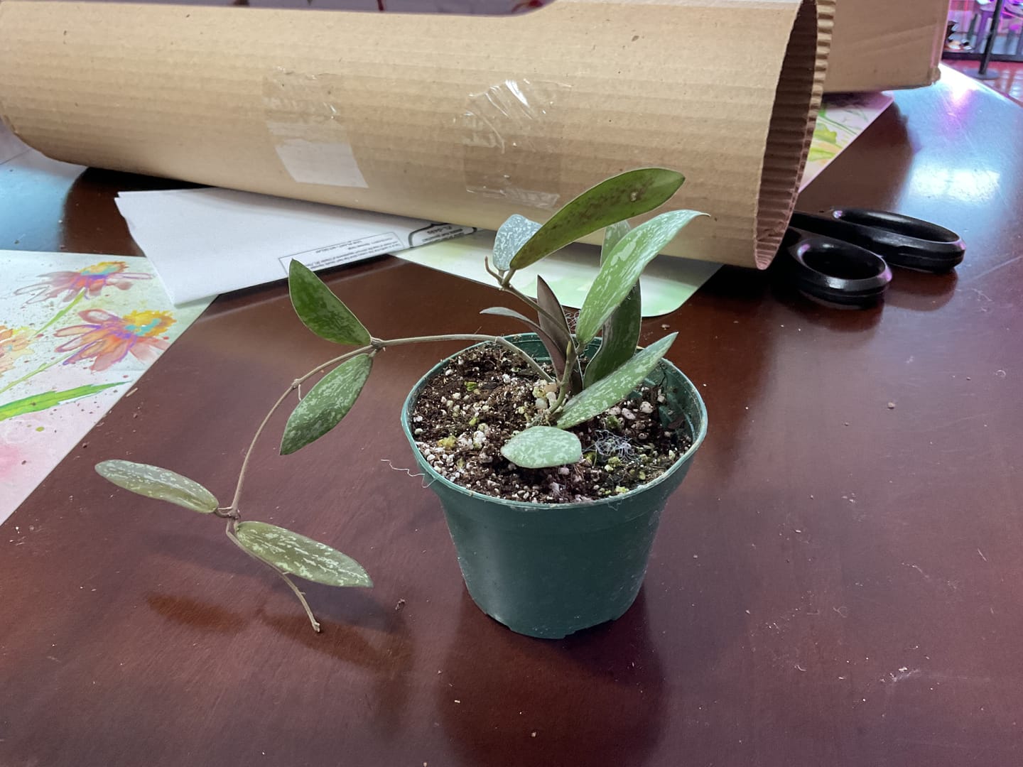 Customer photo review of Hoya sigillatis