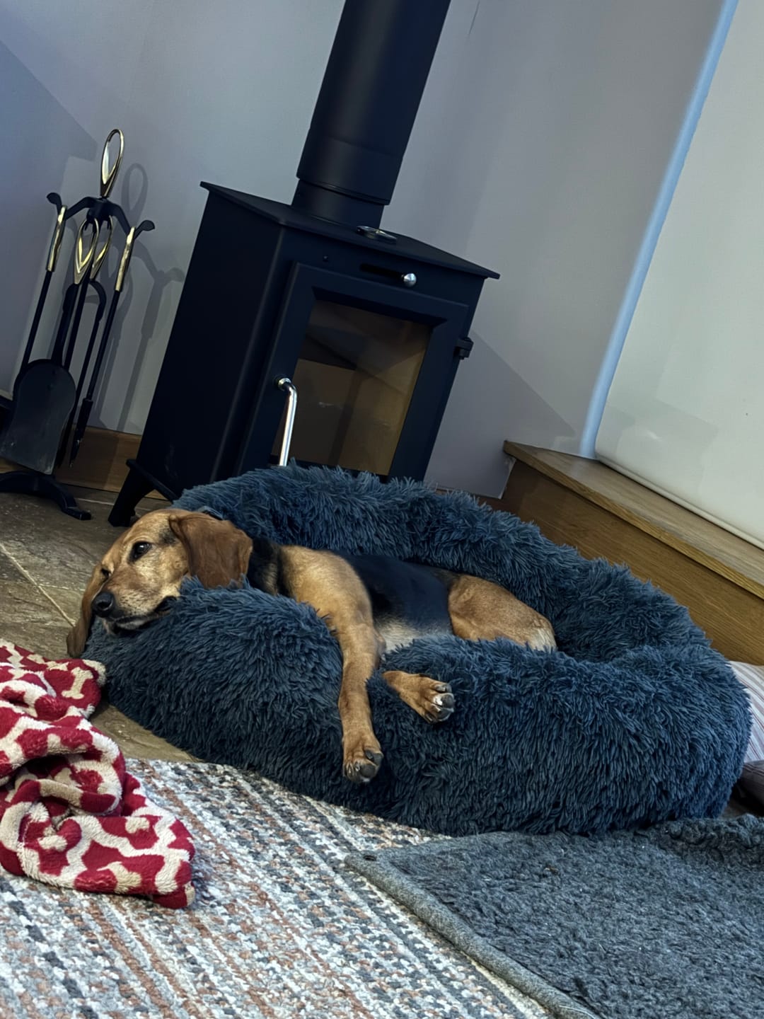Customer photo review of Calming Dog Bed